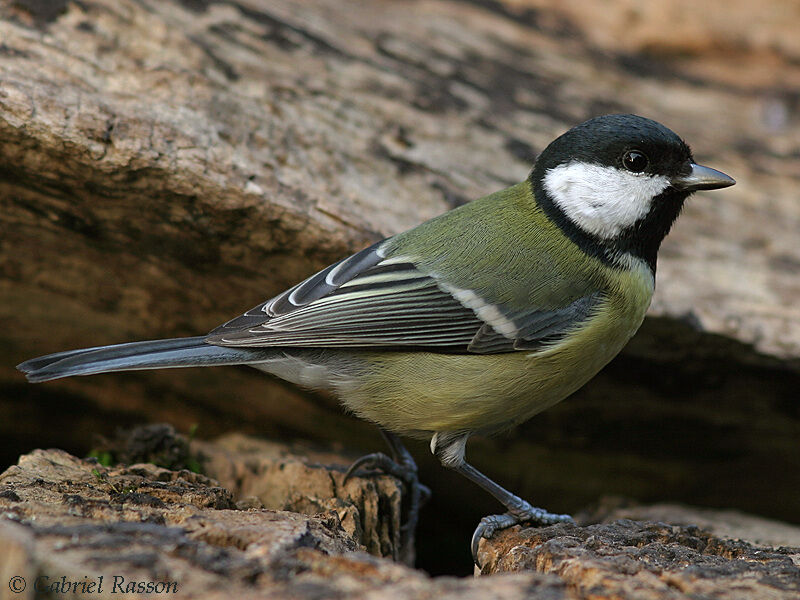 Mésange charbonnière