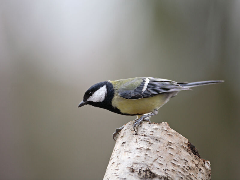 Great Tit