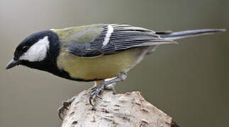 Great Tit