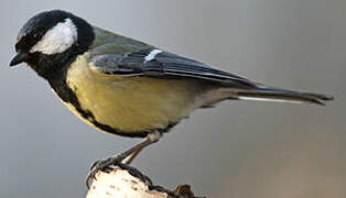 Great Tit