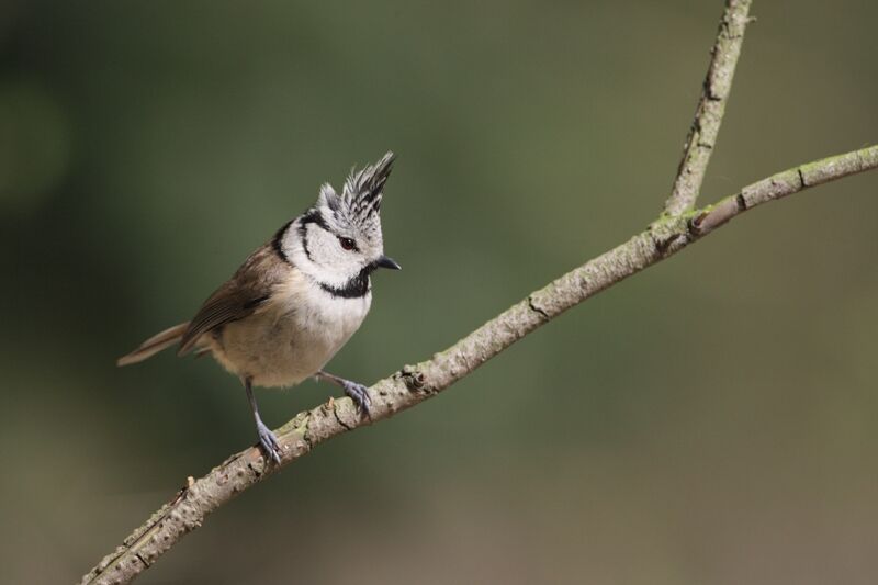 Mésange huppée