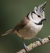 European Crested Tit