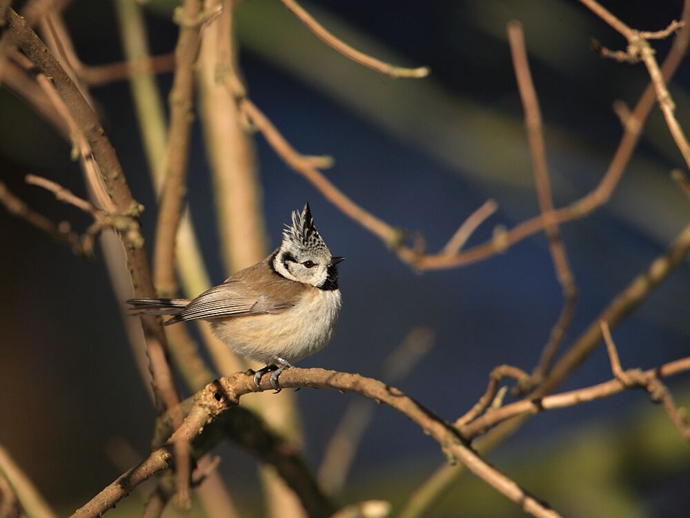 Mésange huppée