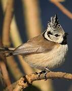 European Crested Tit