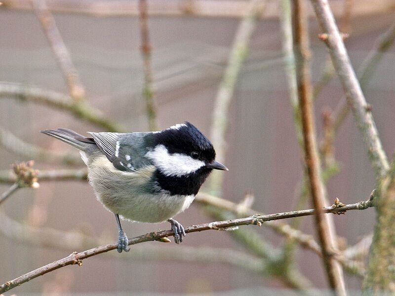 Coal Tit