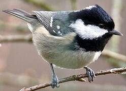 Coal Tit