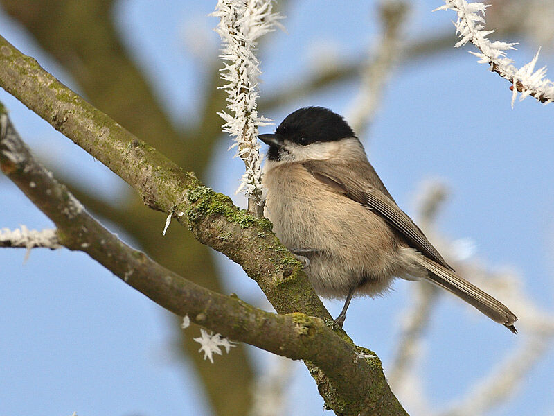 Mésange nonnette