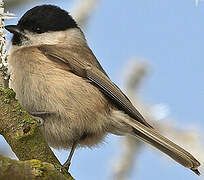 Marsh Tit