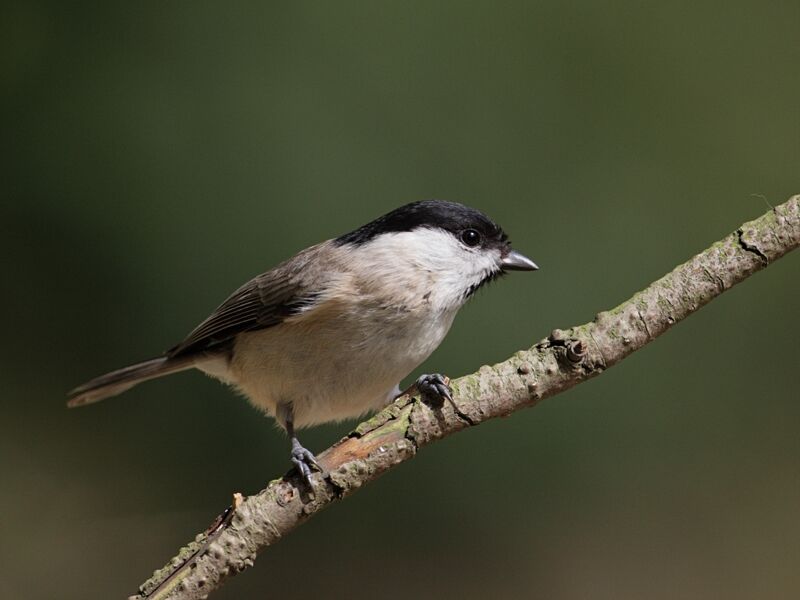 Marsh Tit