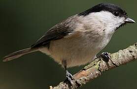 Marsh Tit