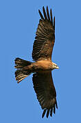 Black Kite