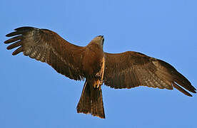 Black Kite