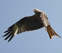 Red Kite