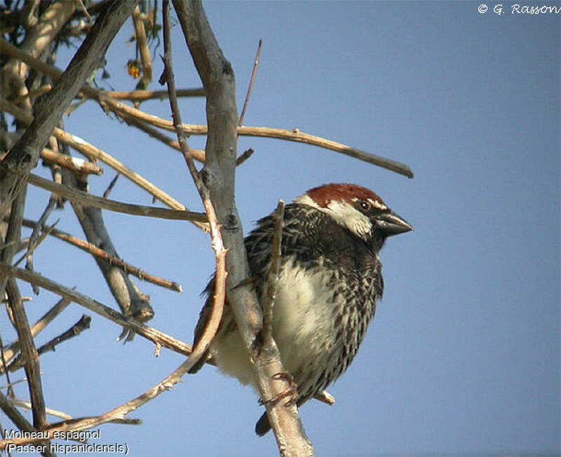 Comment On Dit Oiseau En Espagnol Moineau espagnol - gara2863