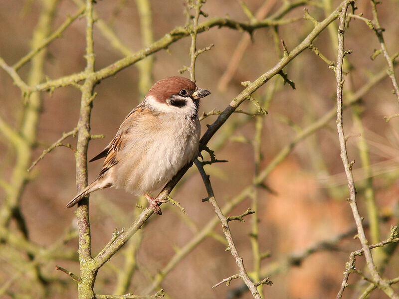 Eurasian Tree Sparrow