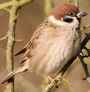 Eurasian Tree Sparrow