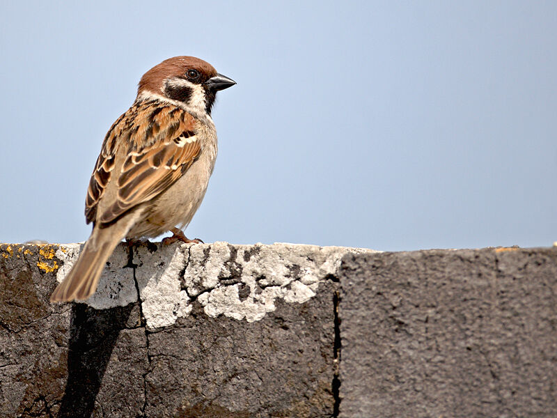 Eurasian Tree Sparrow