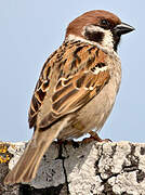 Eurasian Tree Sparrow