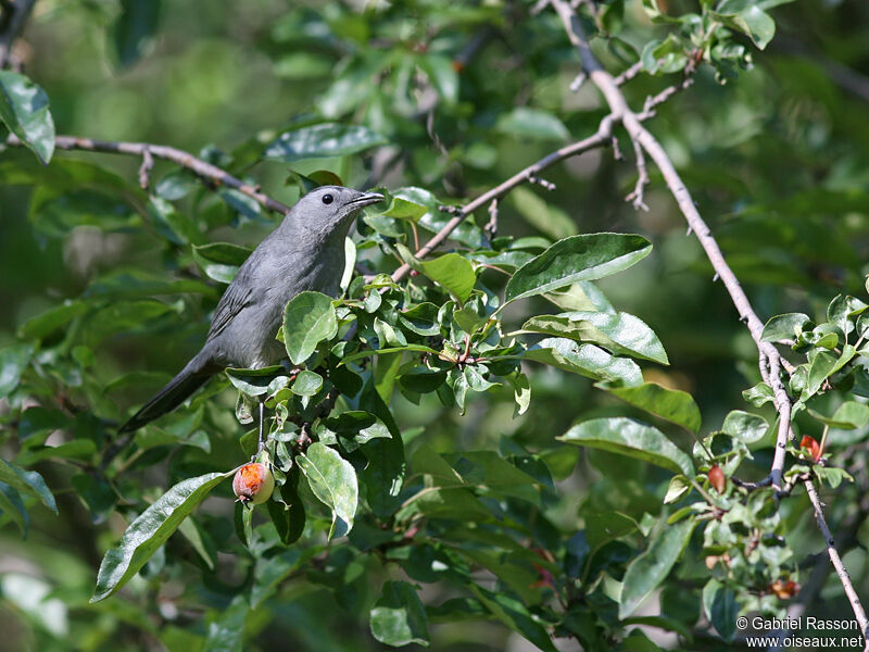 Grey Catbird