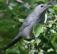 Grey Catbird