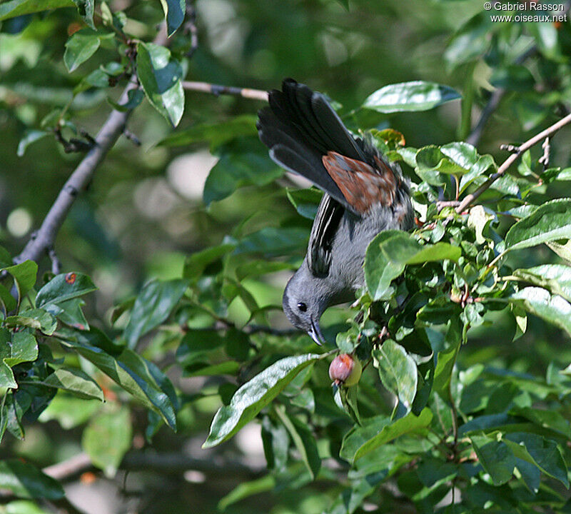 Grey Catbird