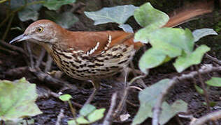 Brown Thrasher