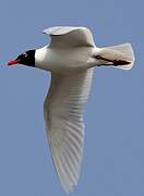 Mediterranean Gull