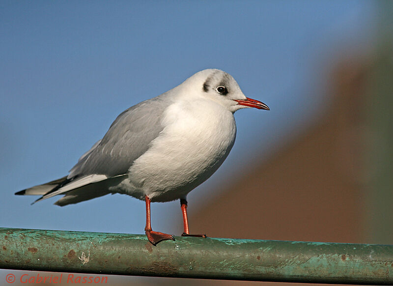 Mouette rieuse