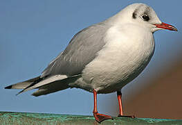 Mouette rieuse