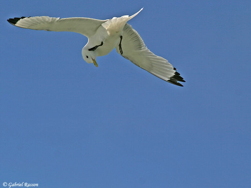 Mouette tridactyle