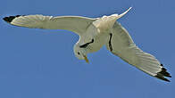 Mouette tridactyle