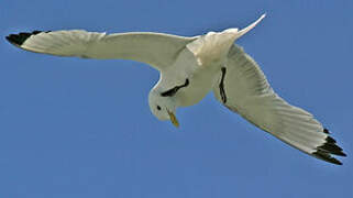 Black-legged Kittiwake