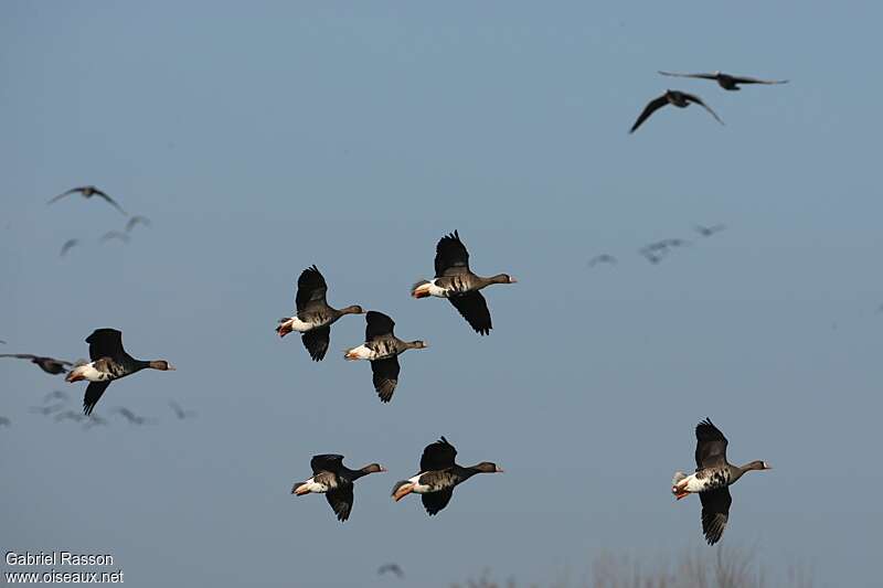 Greater White-fronted Gooseadult, Flight