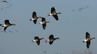 Greater White-fronted Goose