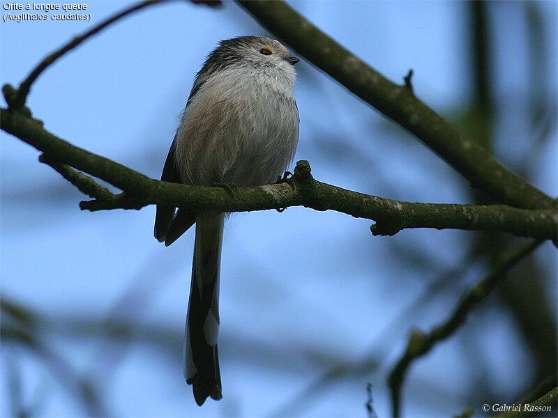 Long-tailed Tit