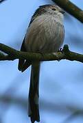 Long-tailed Tit