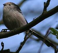 Long-tailed Tit