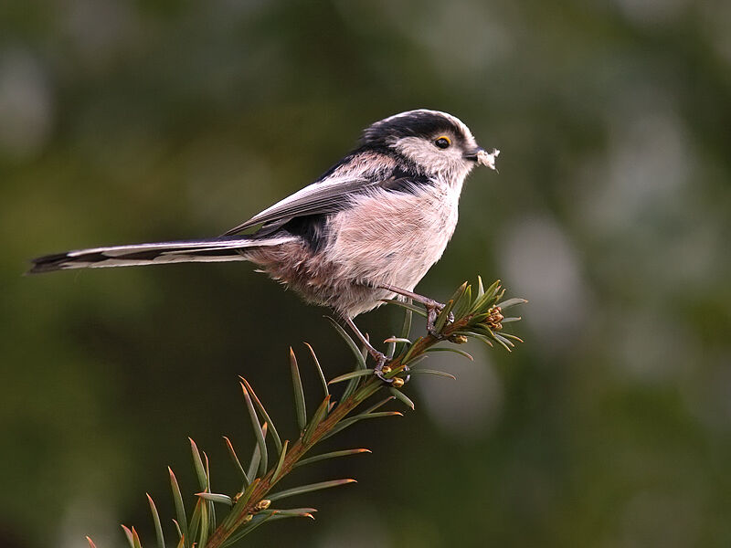 Long-tailed Tit