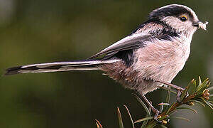 Long-tailed Tit