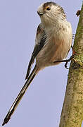 Long-tailed Tit