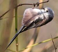 Long-tailed Tit