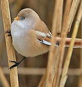 Bearded Reedling