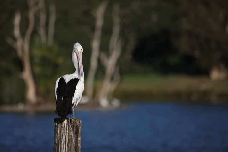 Australian Pelican