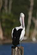 Australian Pelican