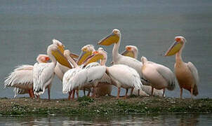 Great White Pelican