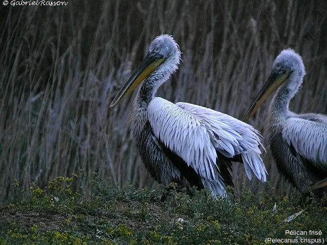 Dalmatian Pelican