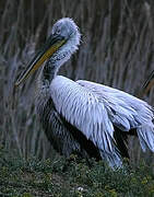 Dalmatian Pelican