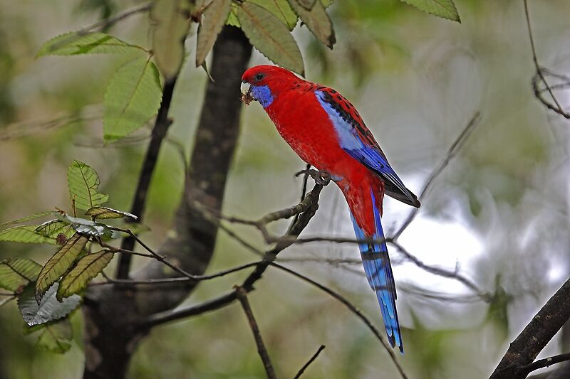 Perruche de Pennant