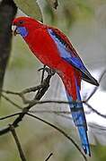 Crimson Rosella