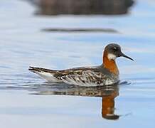 Phalarope à bec étroit